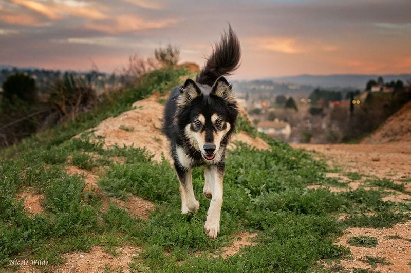 Train Your Dog to Recall Instantly
