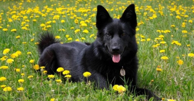 Naming a Black Dog? These 13 Ideas Are Seriously Perfect