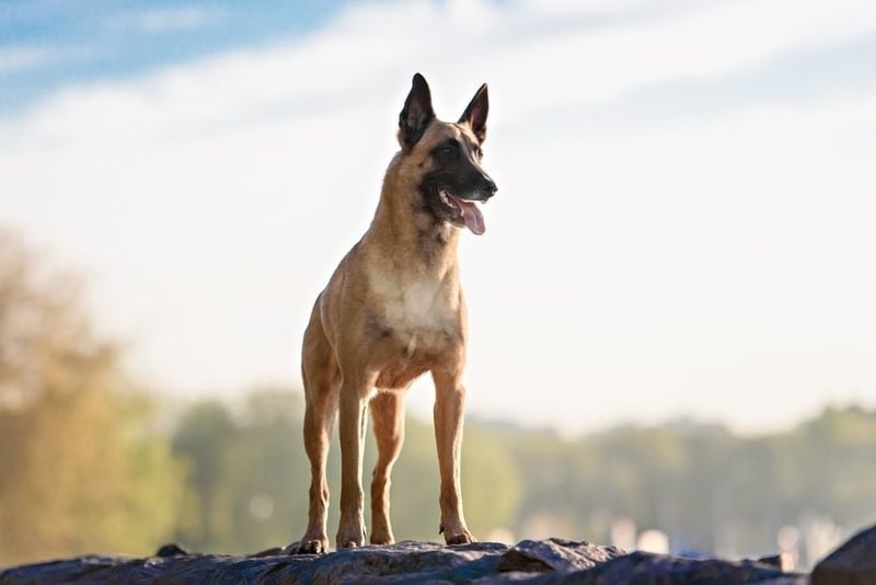 Belgian Malinois: The Tactical Thinker