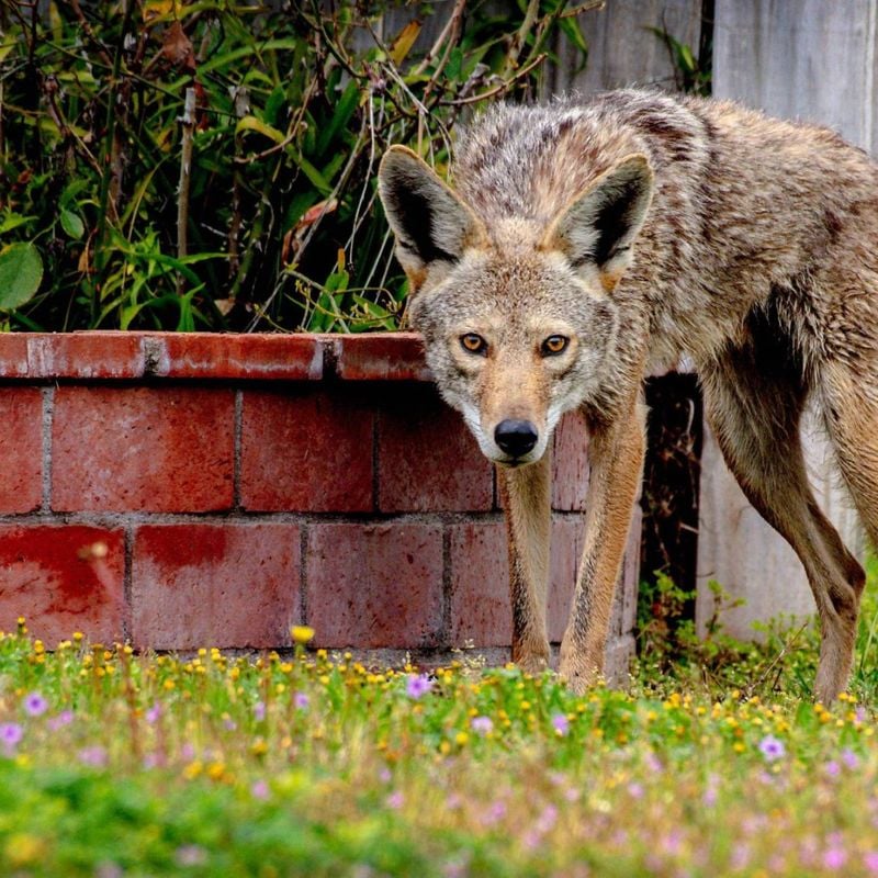 Don’t Assume Your Fence Is Coyote-Proof