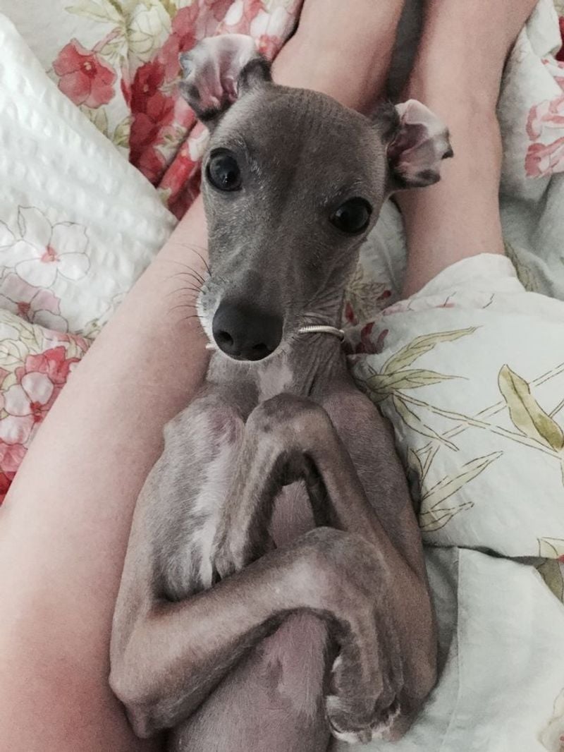 Italian Greyhound