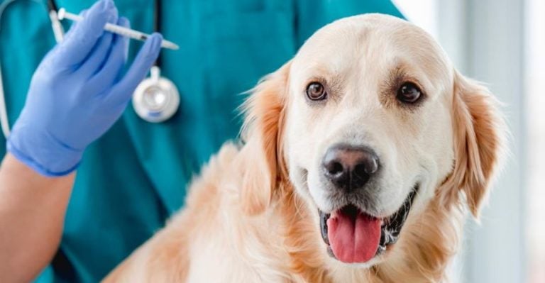New Year-Long Flea and Tick Shot for Dogs: A Game-Changer in Pet Health