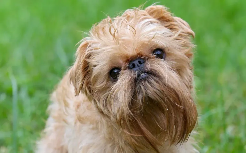 Brussels Griffon