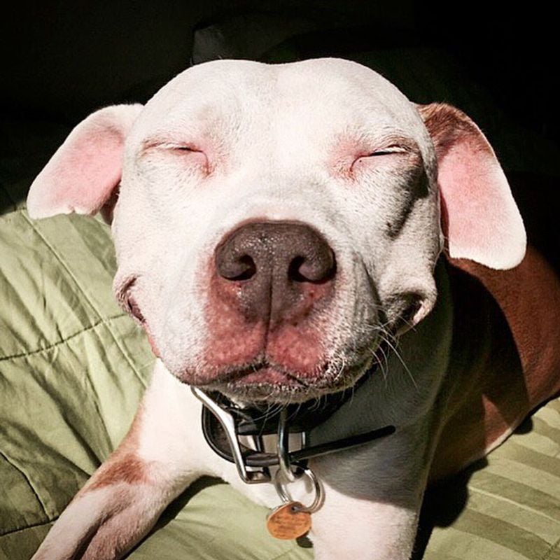 American Pit Bull Terrier