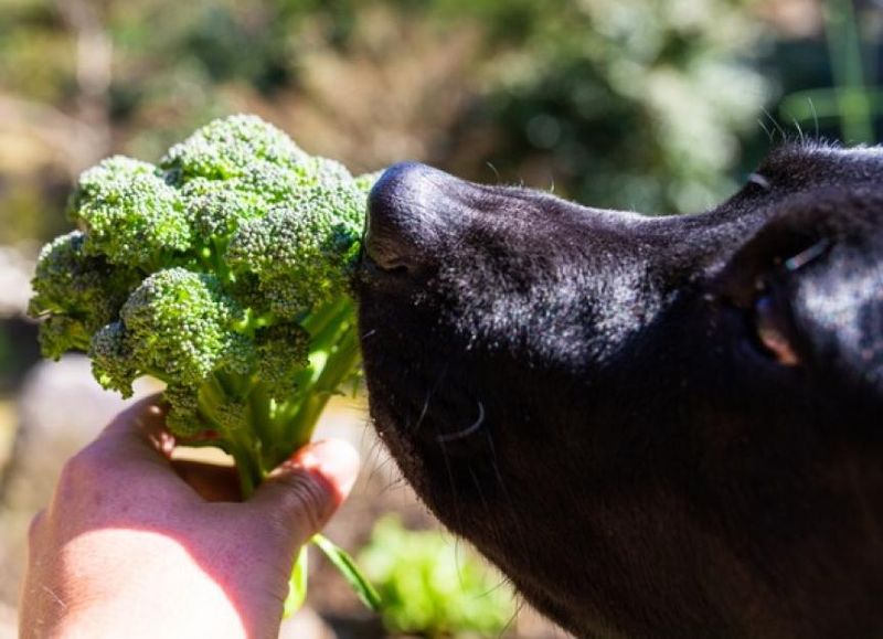 Broccoli Florets: Nutrient-Dense Morsels