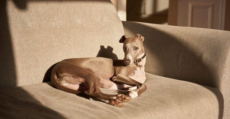 No Drool, No Smell: The 14 Cleanest Dog Breeds Ranked
