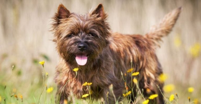 Not Into Big Dogs? Check Out These 25 Amazing Small Breeds
