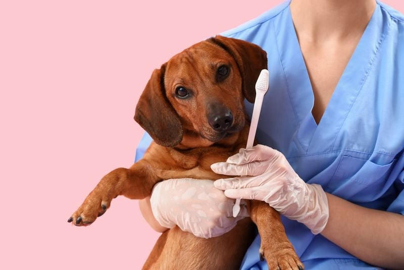 Dental Issues and Chewing Difficulty