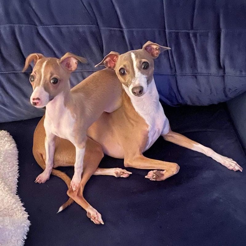 Italian Greyhound