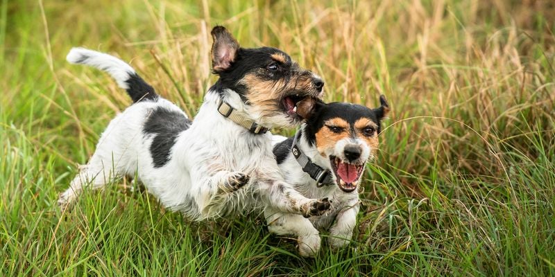 Jack Russell Terrier: Small Package, Big Attitude