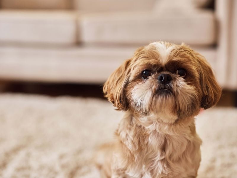 They're addictively adorable