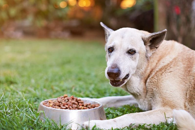 They Guard Food From You