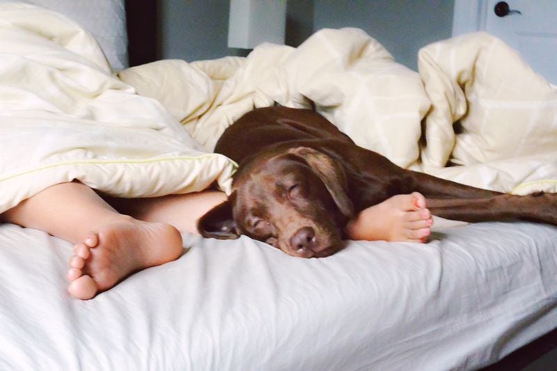 Labrador Retriever: Loyal Bedtime Companion