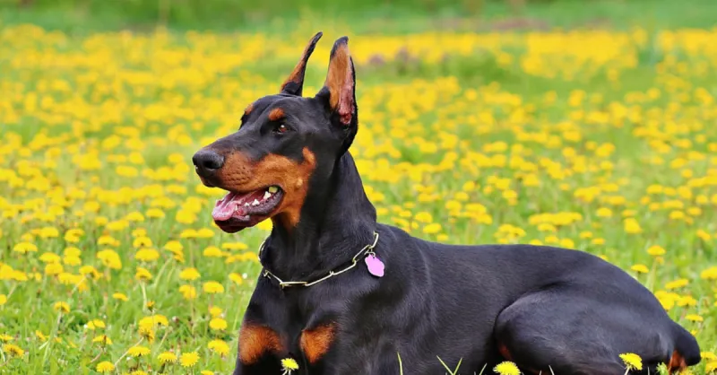 Doberman Pinscher
