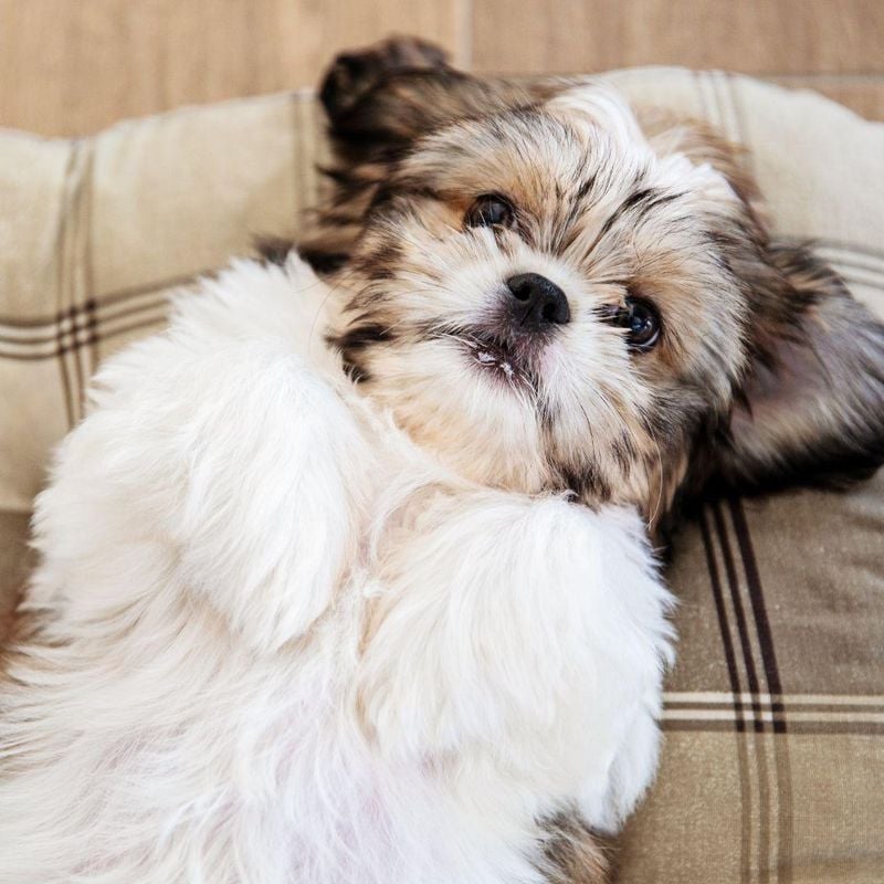 Shih Tzu: The Lap Luxury Expert