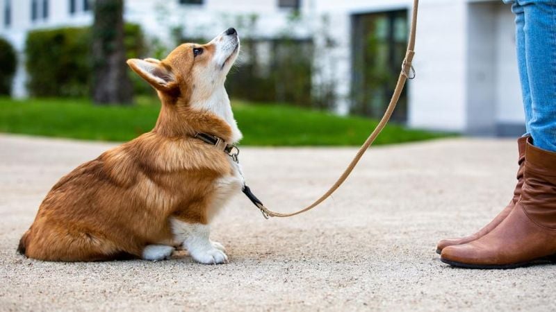 Improves Obedience and Focus