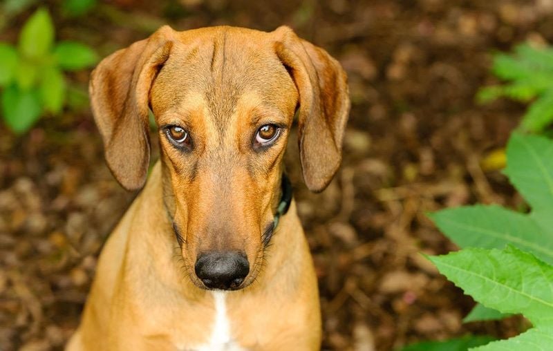 Guilty Looks Mean the Dog Knows They Did Something Wrong