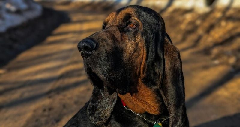 Bloodhound: The Living Scent Machine