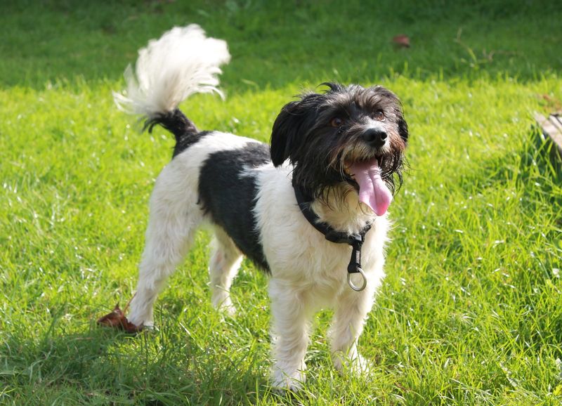 The Tail Wag Tells More Than You Think
