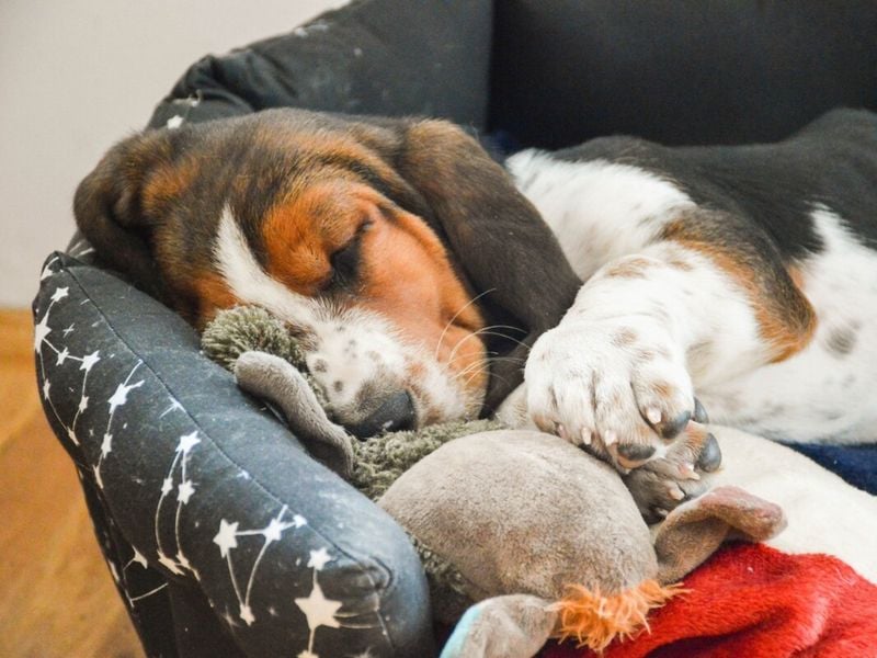 Basset Hound