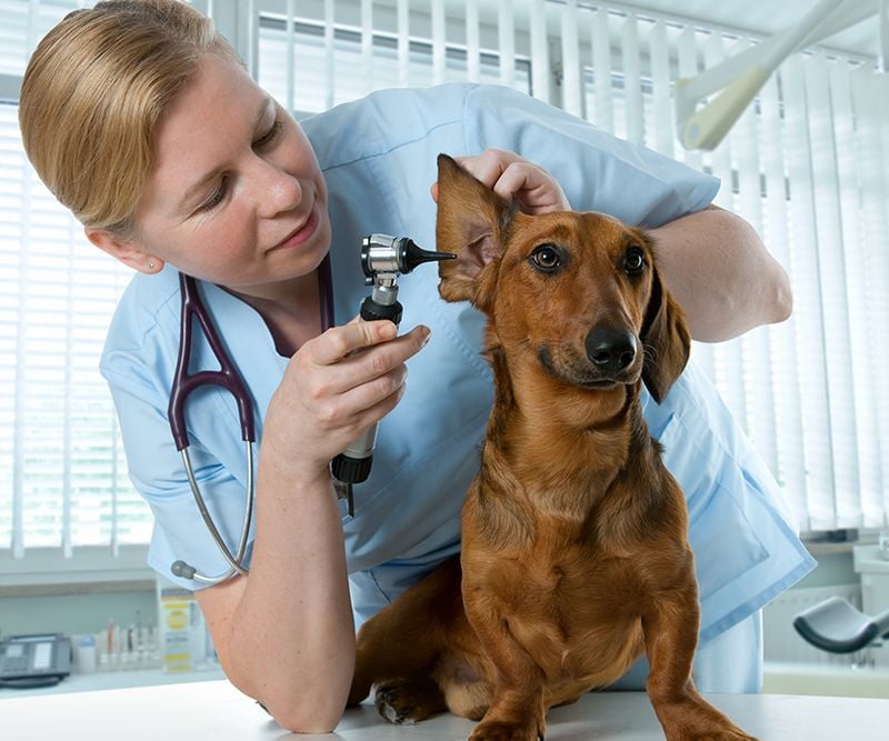 See a Veterinary Dermatologist