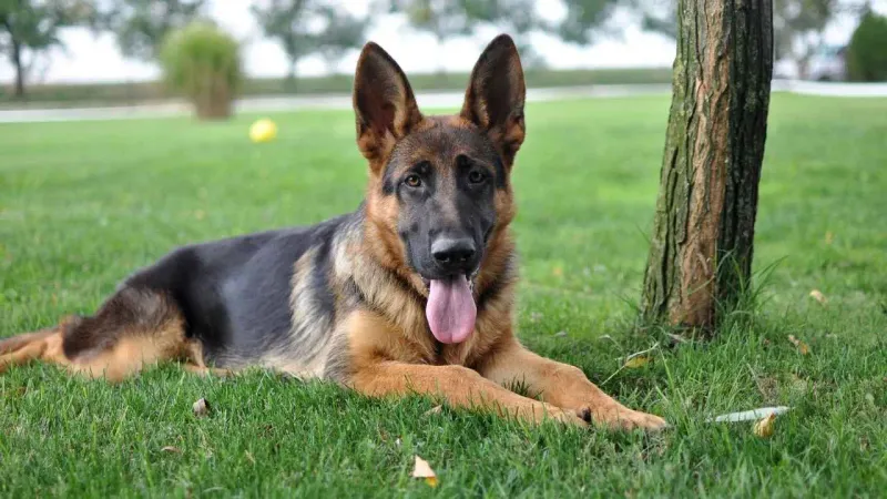 The Versatile Hero: German Shepherd