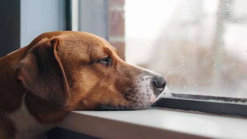 They’re Feeling Lonely or Isolated