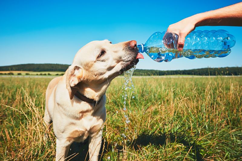 Know the Signs of Heatstroke and Act Fast
