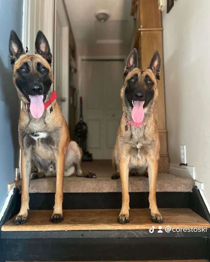Belgian Malinois
