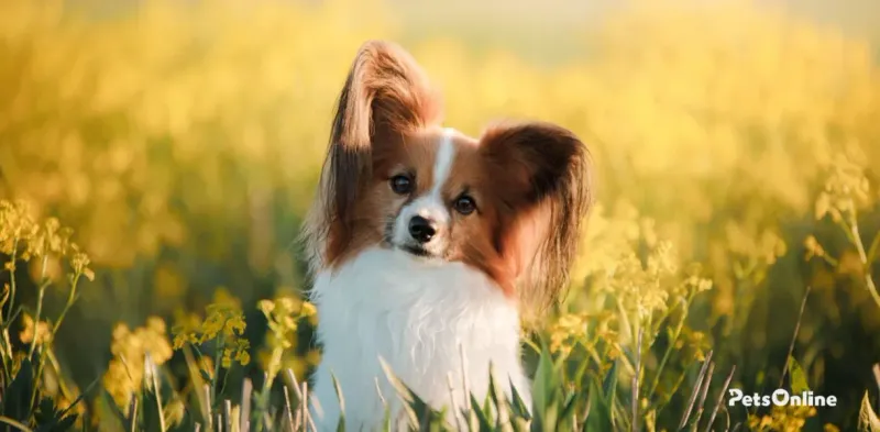 Papillon