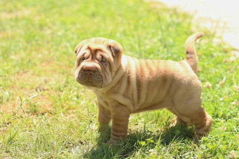 Shar Pei's Painful Wrinkle Infections
