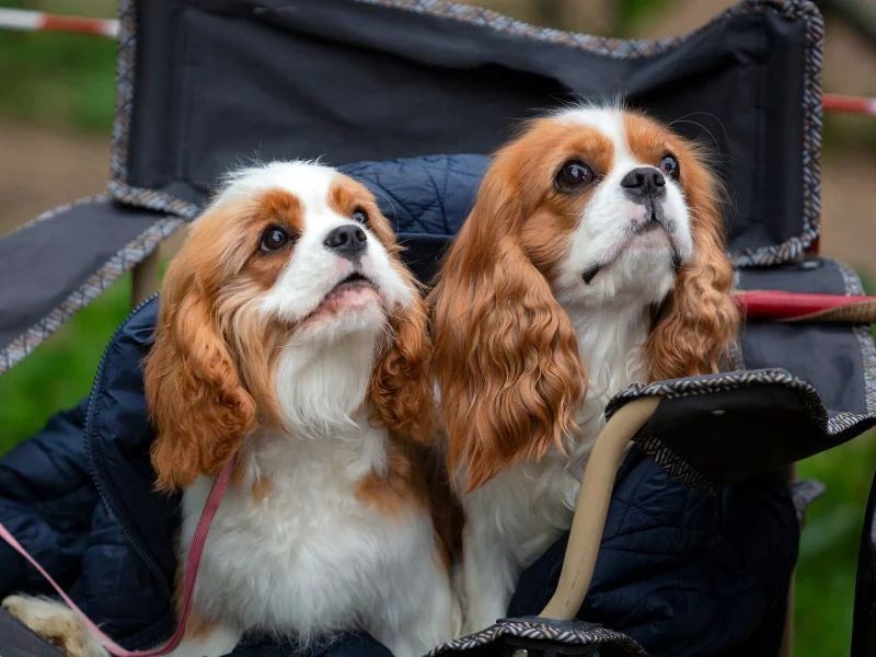 Cavalier King Charles Spaniel: Gentle Souls with Sweet Dispositions