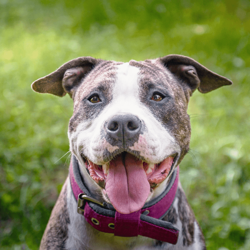 Breed Discrimination Limits Chances