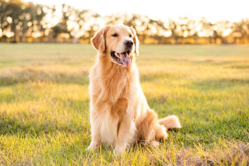 Golden Retriever