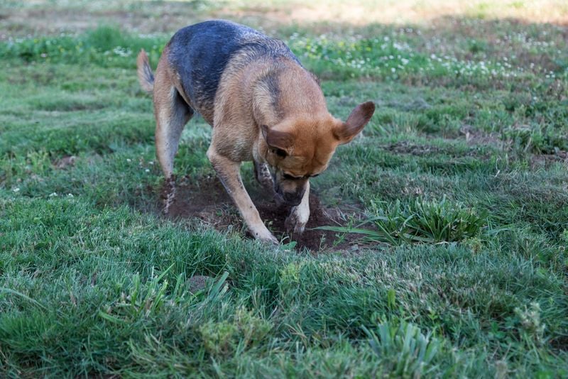 Digging in the Yard or Couch