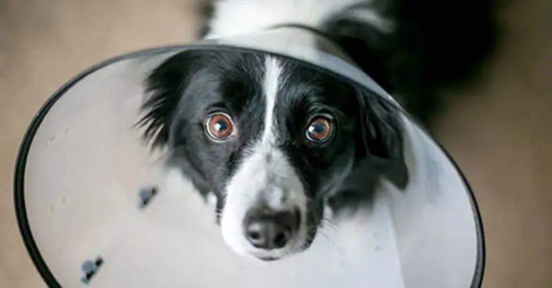 Recovery Road: Spay/Neuter Healing Processes