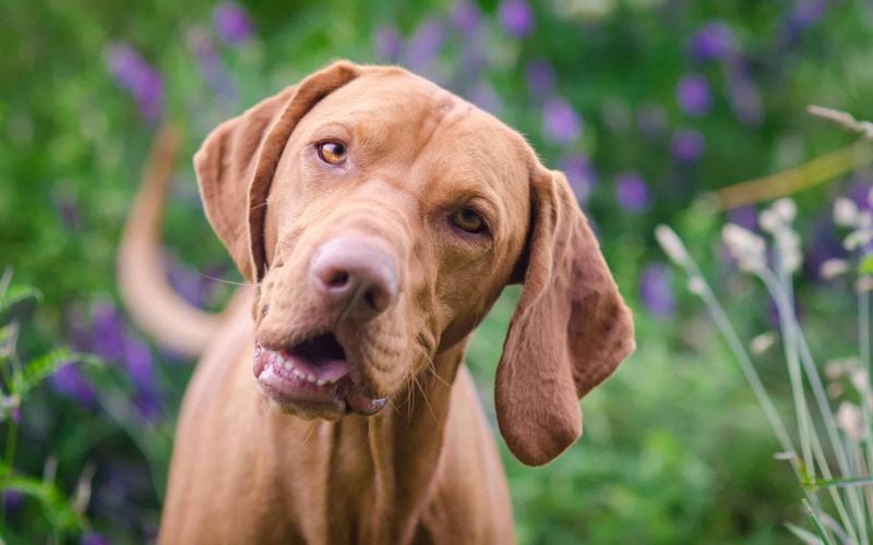 Vizsla