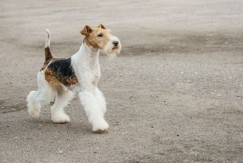 Fox Terrier: The Relentless Instigator
