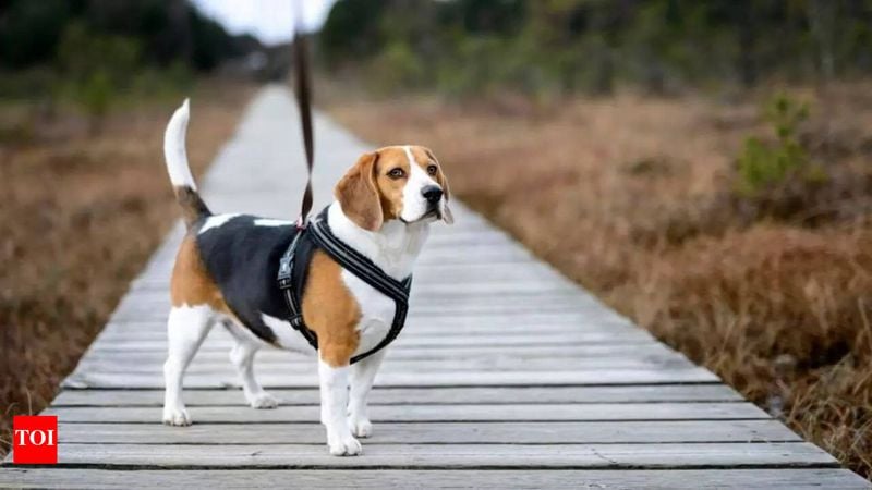 Beagle
