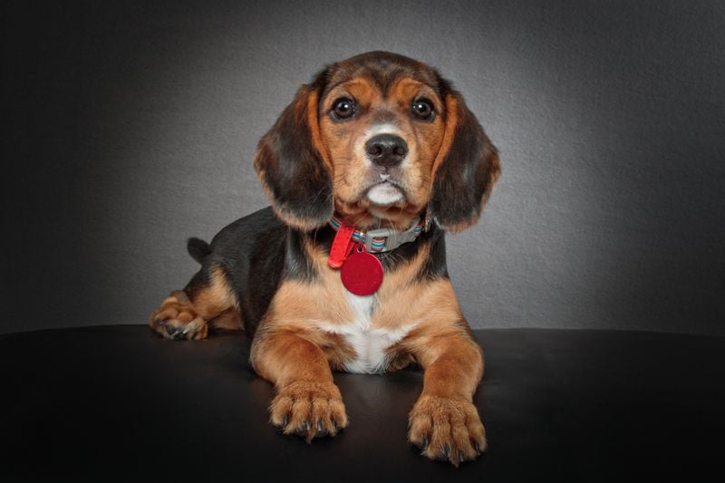 Beaglier