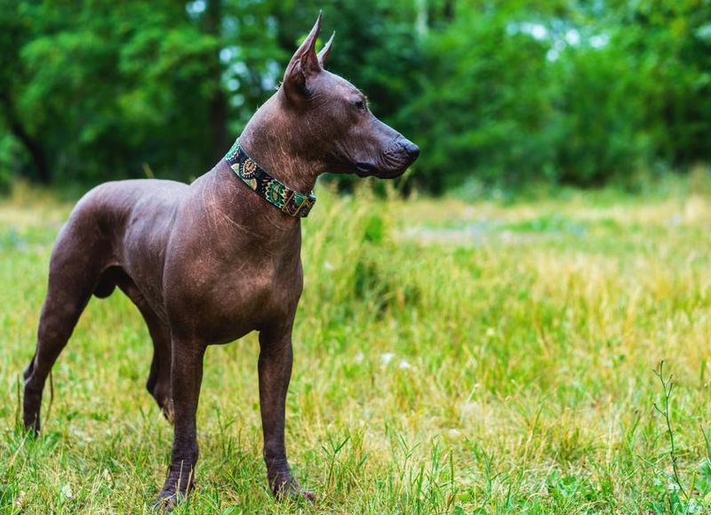 Xoloitzcuintli (Mexican Hairless Dog)