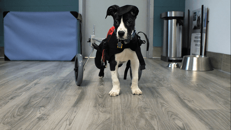 Can’t Stand or Walk Without Help