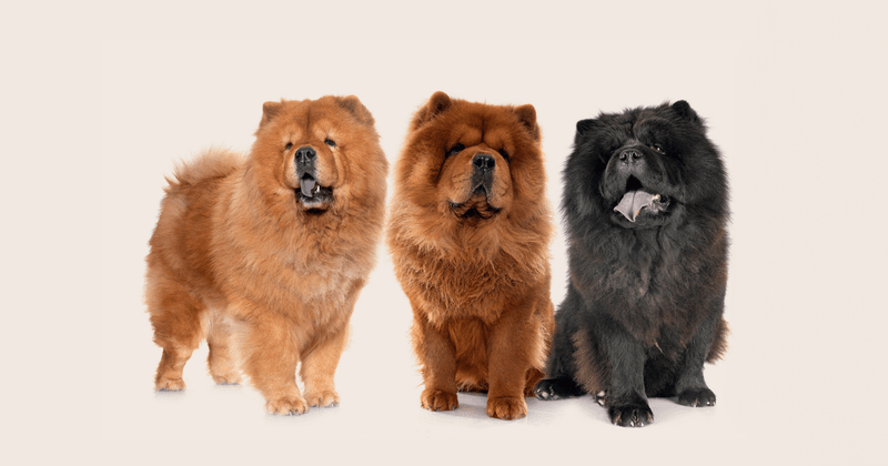 Chow Chow
