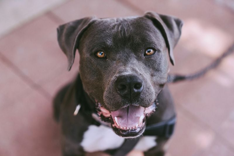 American Pit Bull Terrier: Misunderstood Loyalty Champions