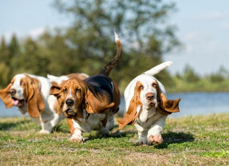 Basset Hound: Easygoing Companions with Minimal Demands