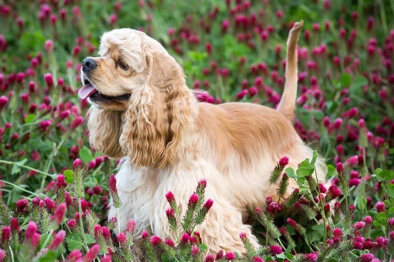 American Cocker Spaniel