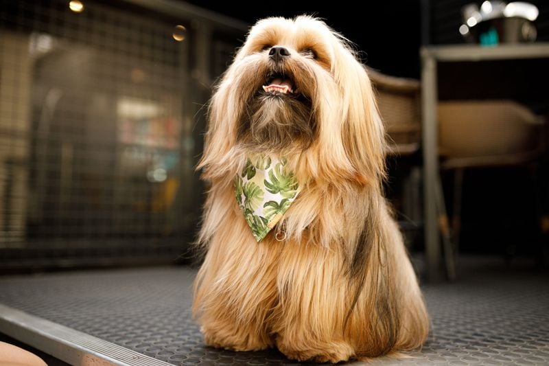 Fluffy Lhasa Apso