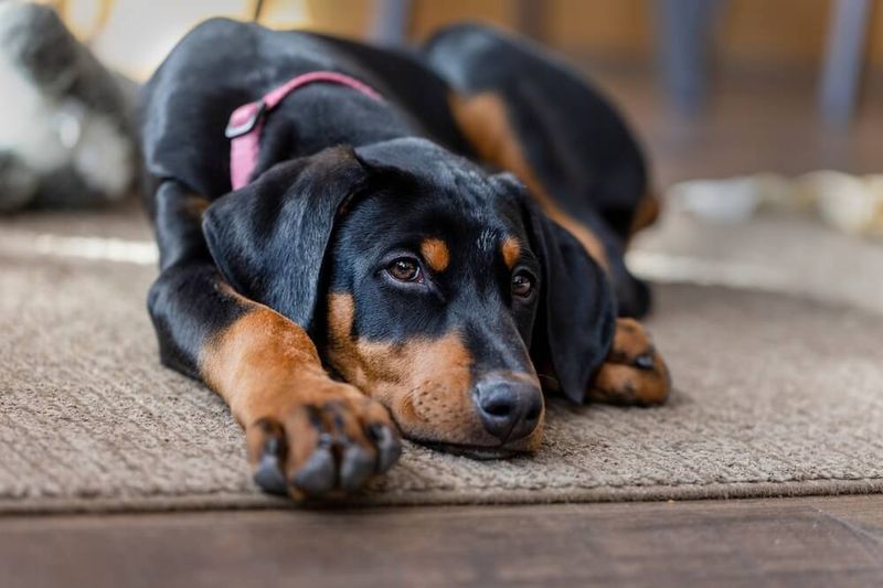 Doberman Pinscher: The Misunderstood Empath's Defender