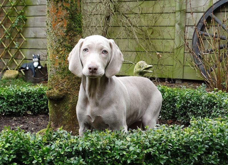 Weimaraner: The Velcro Dog That Never Stops