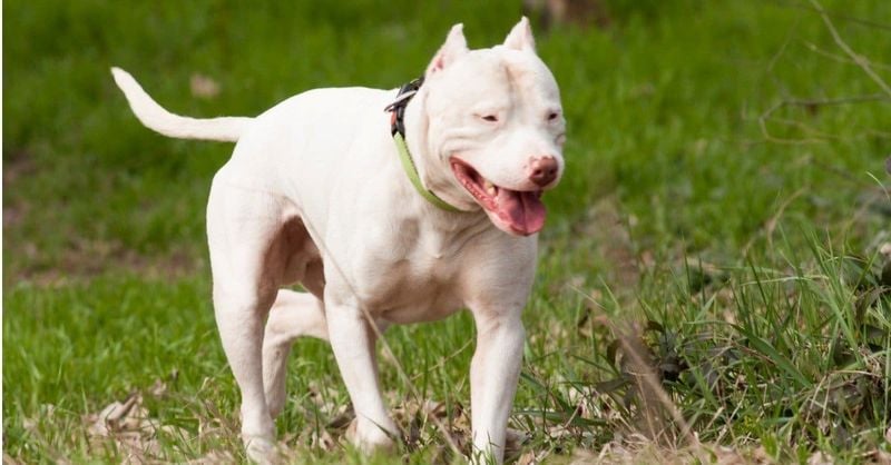 Dogo Argentino – The White Hunter (500 PSI)